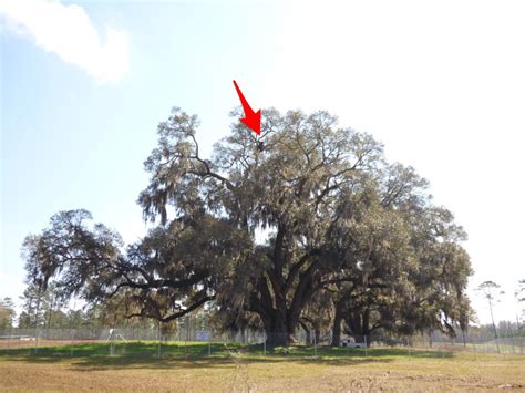 Lightning Tree 的图像结果