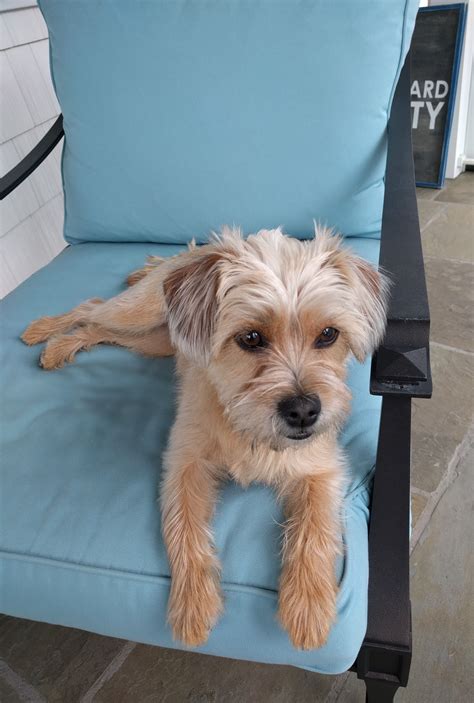 Chillin' with My Alice | Cairn Terrier Mix