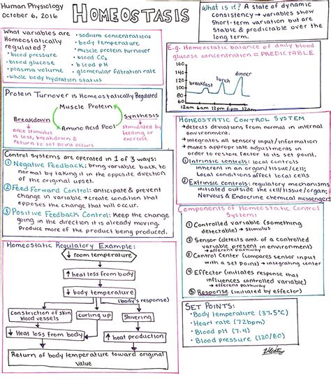 Cerebrospinal Homeostasis Worksheet Answers | dev.onallcylinders.com