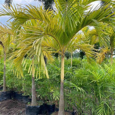 Buy Veitchia Merrillii Golden - The Ultimate Tropical Touch for Your L ...