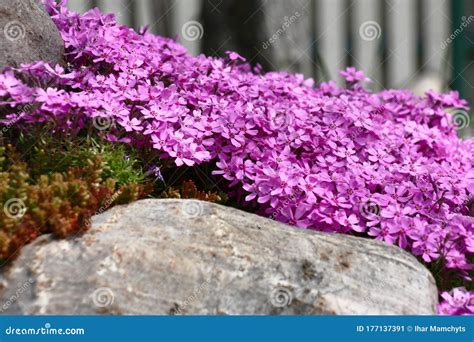 Phlox Subulata Creeping Phlox, Moss Phlox, Moss Pink Royalty-Free Stock ...