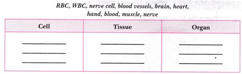 Classify the following terms into cells, tissues and organs and write ...