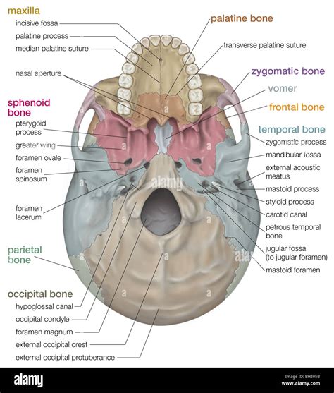 Foramen Ovale Skull