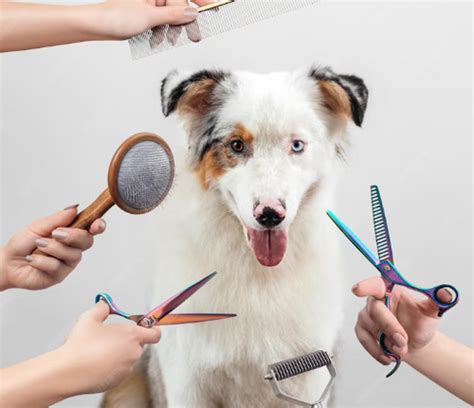 Step-by-Step Guide to DIY Pet Grooming – Petfolk