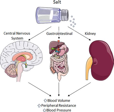 Physiological Mechanisms of Dietary Salt Sensing in the Brain, Kidney, and Gastrointestinal ...