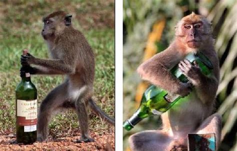 沒酒喝就抓狂！印度「兇猛醉猴」攻擊路人 背後真相曝光 | 新奇 | NOWnews今日新聞