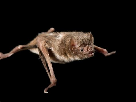 Vampire Bats Feeding On Humans