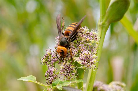 Hornets are the most important pollinators for some plants - Earth.com