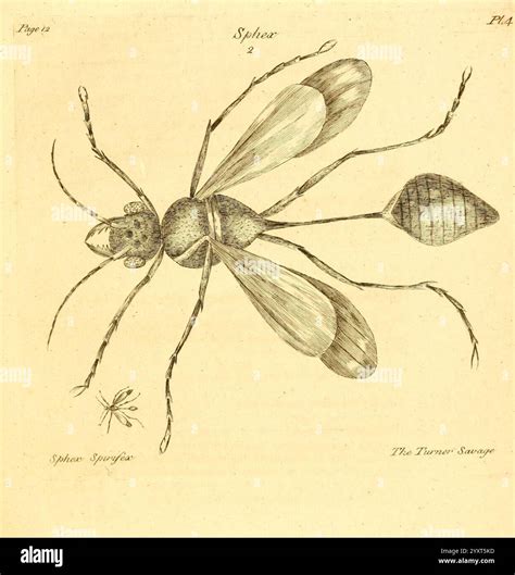 A decade of curious insects London, Printed for the author in St. James's-Street, and sold by B ...