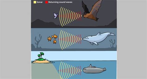 Image result for How Does Echolocation Work