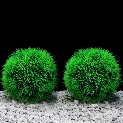 10 Best Plants for Betta Fish Tank: (A Comprehensive Guide)