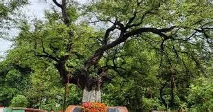 Bawani Imli Tree: बावनी इमली का इतिहास, जहां 52 क्रांतिकारियों ने हंसते ...