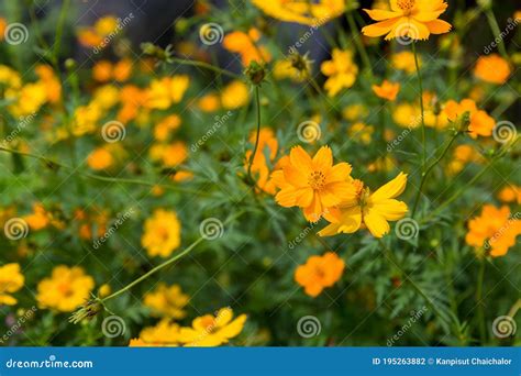 Yellow Cosmos Flower. Cosmic Orange Cosmos Flowers is Blooming in the ...