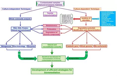 Bioremediation and Waste Management for Environmental Sustainability