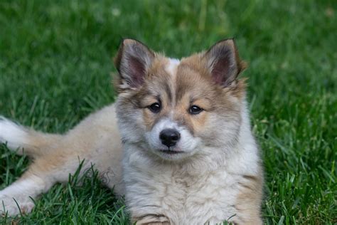 Icelandic Sheepdog Puppies