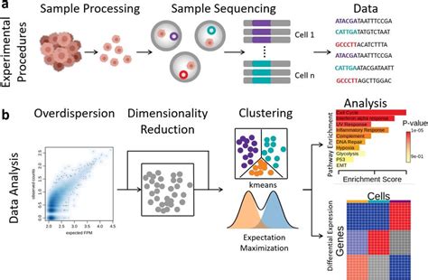 Transcriptome Procedure 的图像结果