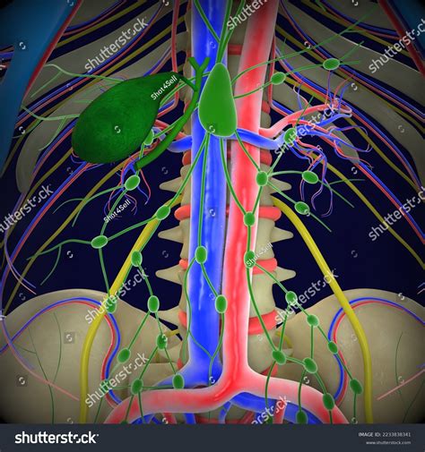 Anatomy Human Gallbladder Medical Illustration3d Stock Illustration 2233838341 | Shutterstock
