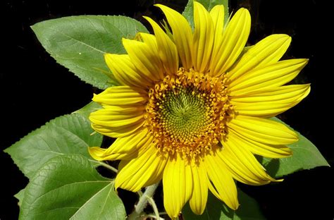 Image result for Sunflower Optimization Algorithm