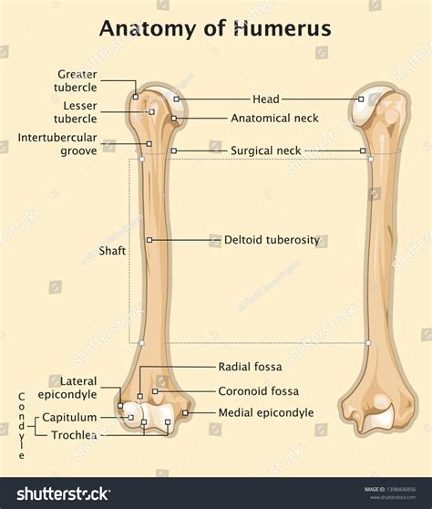 Human Skeleton Anatomy Humerus Stock Vector (Royalty Free) 1398406856 ...