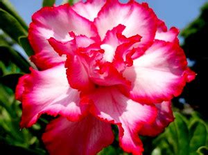 ACHC Adenium Plant Price in India - Buy ACHC Adenium Plant online at ...