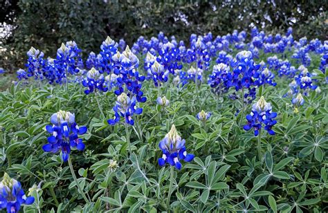 Look who's back! the state flower of Texas, Texas Bluebonnets : r/Austin