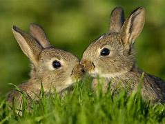 Image result for Free Bunny Wallpapers for Desktop