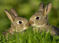 Image result for cute brown baby bunny wallpaper