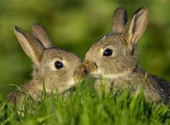 Image result for Bunny Rabbit Wallpaper