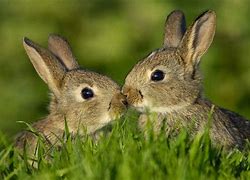 Image result for Cute Baby Bunny Animal Image