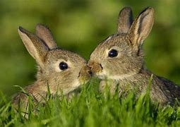 Image result for Cute Bunny Wallpaper Free