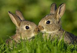 Image result for Cute Bunny Pattern Wallpaper