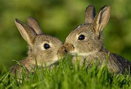 Image result for Cute Rabbit Wallpaper