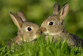 Image result for Kawaii Cute Background Bunny