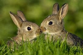Image result for A White Baby Bunny