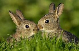 Image result for Cute Bunny Background. Cartoon