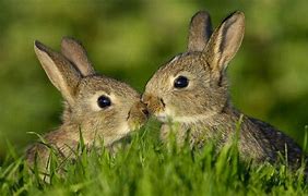 Image result for Cute Cuddly Baby Bunny