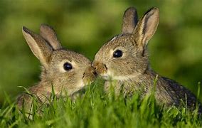 Image result for Very Cute Wild Baby Bunnies