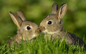Image result for Cutest Baby Bunny
