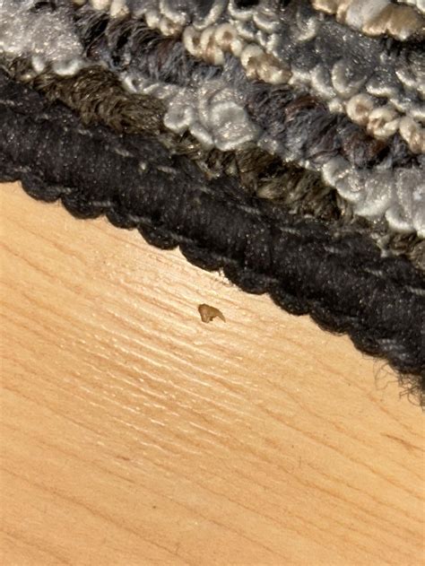 Are these carpet beetle eggs orrr? Also, can they leave a musty smell ...