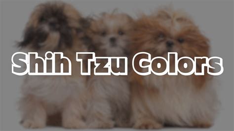 Shih Tzu Colors - Dog Breed Advisor