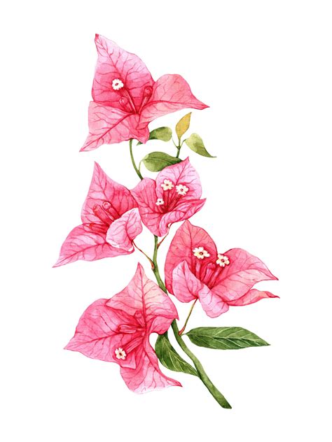 Bougainvillea Flower Drawing