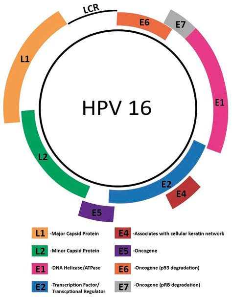Is Herpes Hpv