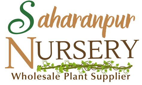 Hedge Plants – Natural Green Fencing for Your Garden — Saharanpur Nursery