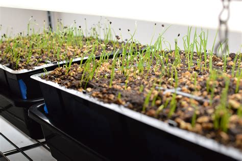 Growing Onions From Seed Indoors at Elizabeth Wilkerson blog