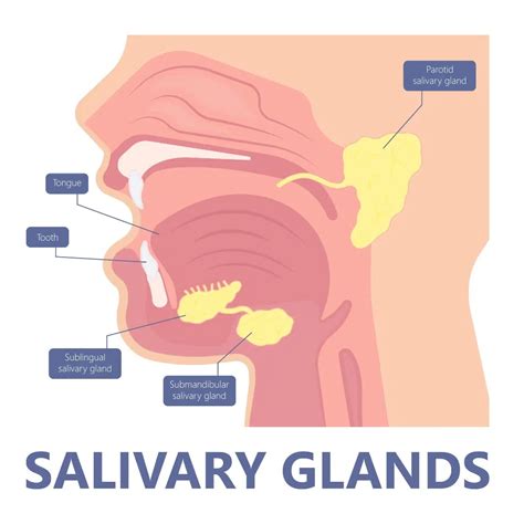 Salivary Gland Lump in Singapore | NC Tan Surgery | Dr Tan Ngian Chye