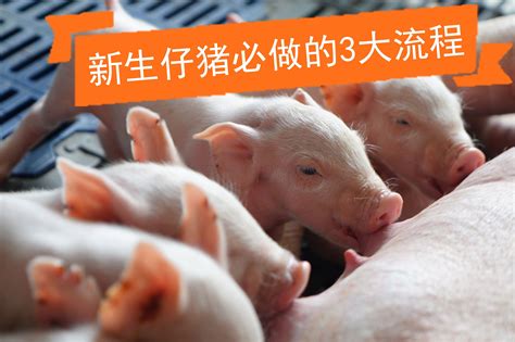 猪知乐——新生仔猪必做的三大流程_凤凰网视频_凤凰网