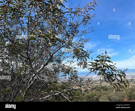 laurel sumac (Malosma laurina), Plantae, Riverside County, CA, USA Stock Photo - Alamy