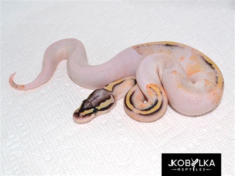 Superfly Ball Python 的图像结果