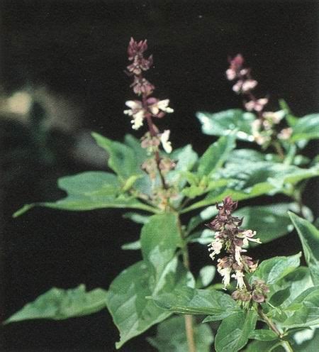 Conquering fervour : spiritual meaning of flower, The Mother