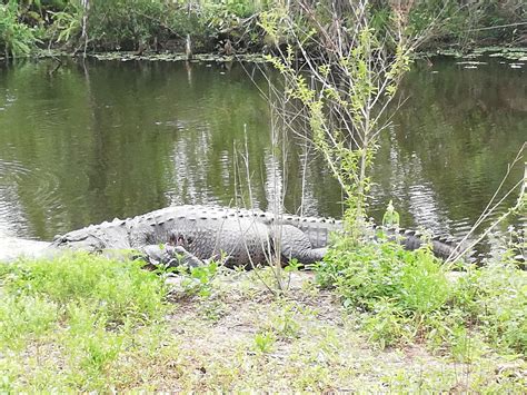 Las mejores rutas de senderismo en Immokalee | Outdooractive